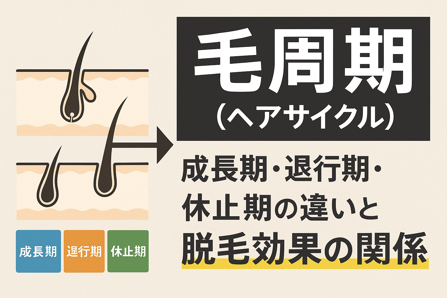 毛周期（ヘアサイクル）とは？成長期・退行期・休止期の違いと脱毛効果の関係
