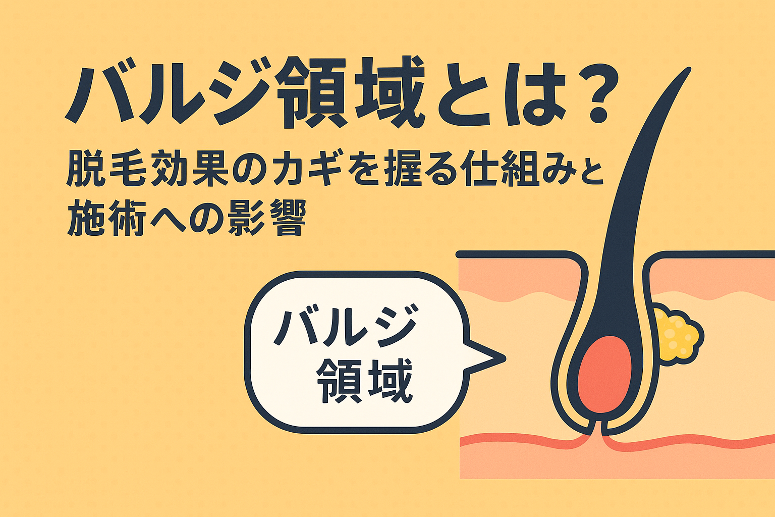 バルジ領域とは？脱毛効果の仕組みと施術への影響｜メンズ脱毛のプロが徹底解説